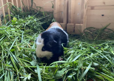Ellie 6 Tage nach der Geburt, ganz 
