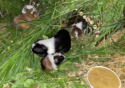 13. Lebenstag - Zufütterung mit Brei (im Rahmen des Päppelns)