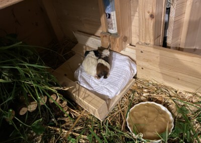 13. Lebenstag - Ken und Kalea auf dem Wärmekissen, bei der Milchtränke