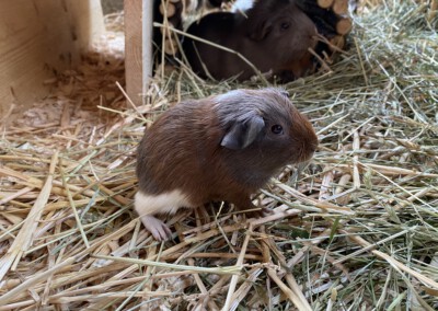 15. Lebenstag - Java