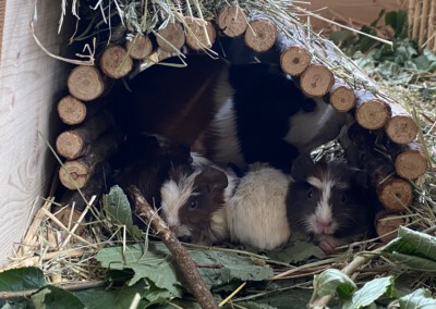 16. Lebenstag - Ellie mit einigen Jungtieren unter einer Weidebrücke