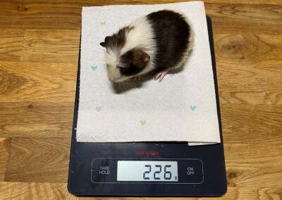 16. Lebenstag - Jolie beim Kontrollwiegen