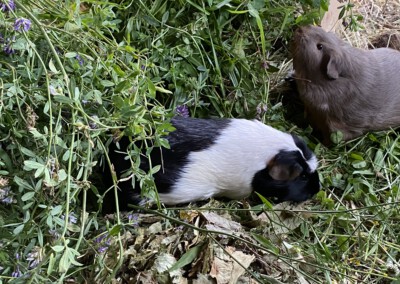 Edelweiss 19 Tage nach der Geburt