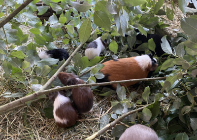 24. Lebenstag - Java mit Koko (K Wurf 2021) und im Hintergrund Jotta und Jolie