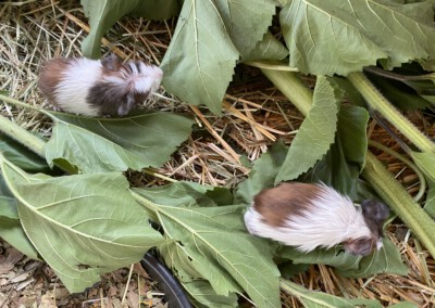 29. Lebenstag - Kalea links, Jala rechts