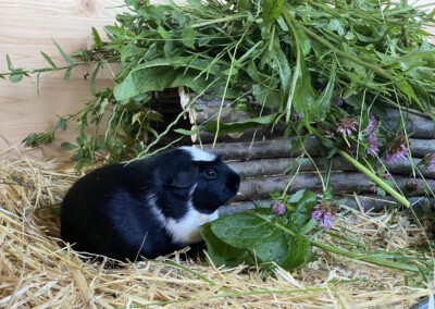 38 Tage vor der Geburt