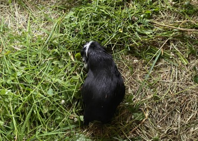 14 Tage vor der Geburt