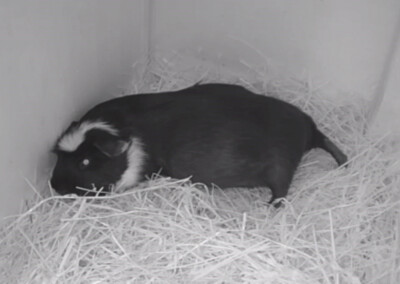 8 Tage vor der Geburt