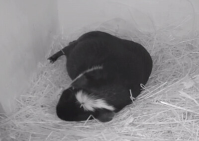 6 Tage vor der Geburt