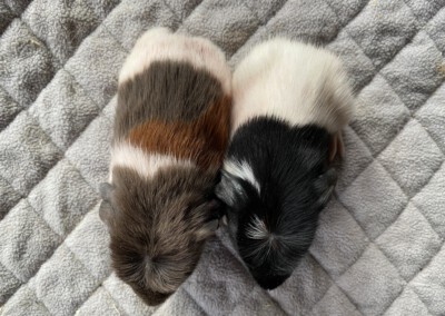 Einige Stunden nach der Geburt beim ersten Wiegen