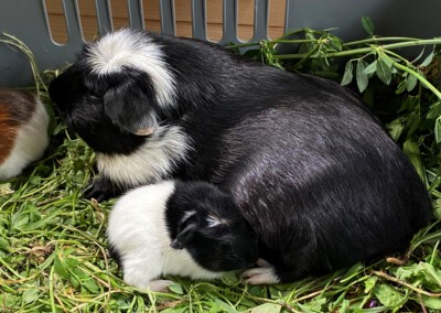 Einige Stunden nach der Geburt erste Saugversuche