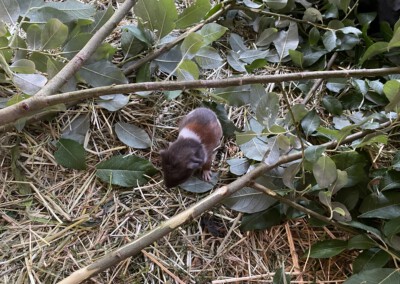 3. Lebenstag - Leominster