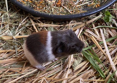 7. Lebenstag - Leominster