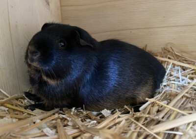 Halla 6 Tage vor der Geburt