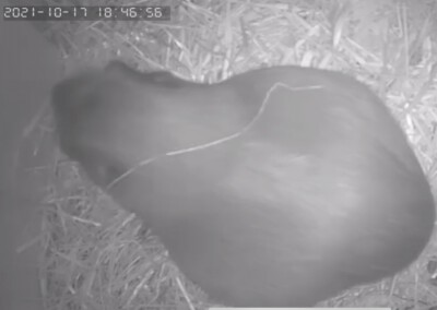 2 Tage vor der Geburt