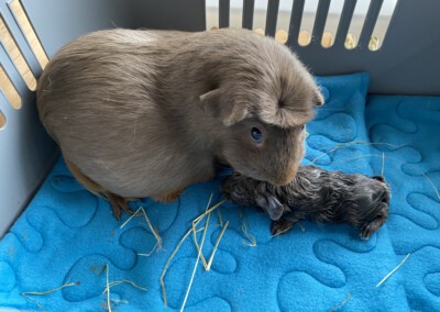 Während der Geburt - 1. Jungtier Othello