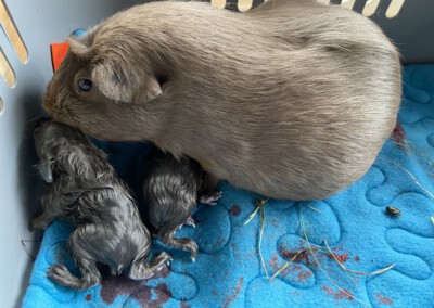 Während der Geburt - die ersten 3 Jungtiere sind bereits da. Orla ist noch im Bauch.