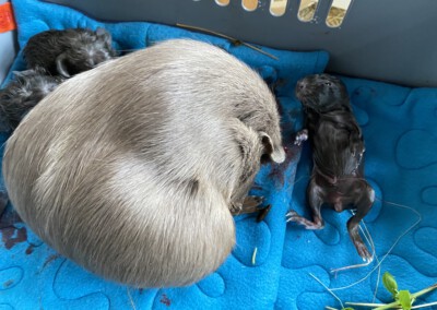 Während der Geburt - Orla 