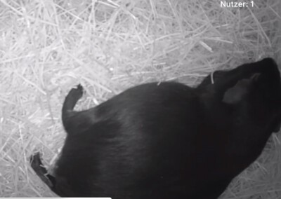 Halla 3 Tage vor der Geburt