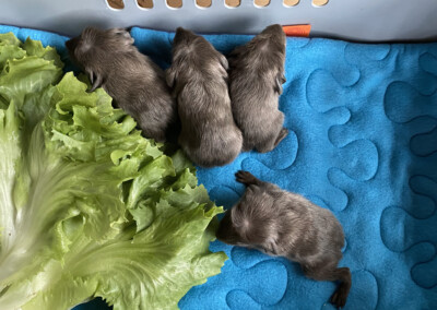 2. Lebenstag beim Wiegen