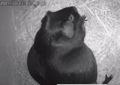 Halla 1 Tag vor der Geburt