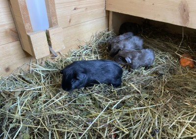 5. Lebenstag - Jungtiere des O Wurfs zusammen mit den älteren schwarzen Jungtieren des N Wurfs.