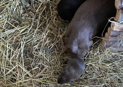 5. Lebenstag - Jungtier zusammen mit Rasmos