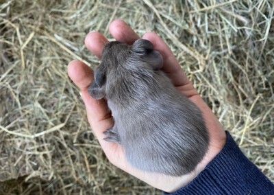 7. Lebenstag - Poppy