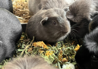 21. Lebenstag - Orla