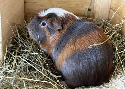 12 Tage vor der Geburt - Kastrat Uberto und Koko beziehen die Penthouse Ebene