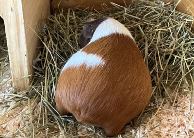 12 Tage vor der Geburt - Kastrat Uberto und Koko beziehen die Penthouse Ebene