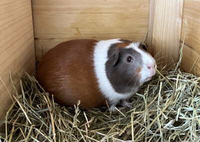 12 Tage vor der Geburt - Kastrat Uberto und Koko beziehen die Penthouse Ebene