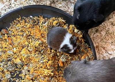 11. Lebenstag - Quentchen sitzt in der Futterschale mit Ringelblumenblüten