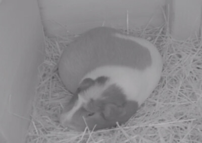 4 Tage vor der Geburt