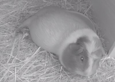 1 Tag vor der Geburt