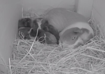 Erschöpftes Kuscheln 3 Stunden nach der Geburt