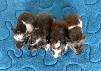 1. Lebenstag - von links nach rechts: Ravel, Riva, Ruben, Rana