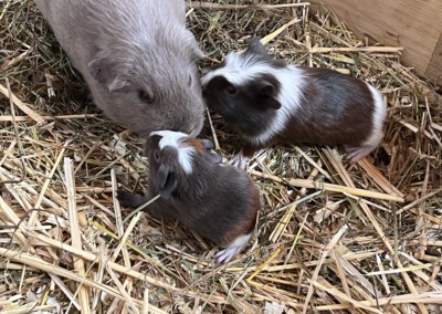 4. Lebenstag - Ruben mit der 15 Tage älteren Quitara und Rentnerin Ziara