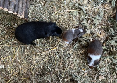 4. Lebenstag - Ravel zusammen mit dem 15 Tage älteren Quentchen