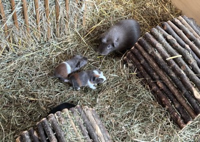 4. Lebenstag - Rana und Ruben erkunden das große Gehege