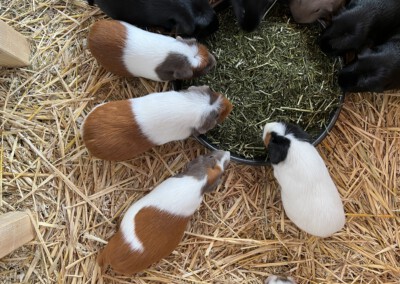 Kokos schlanke Linie 4 Tage nach der Geburt