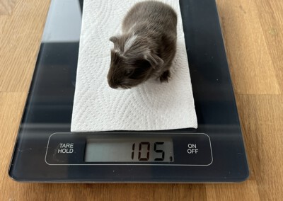 5. Lebenstag - Riva beim Wiegen