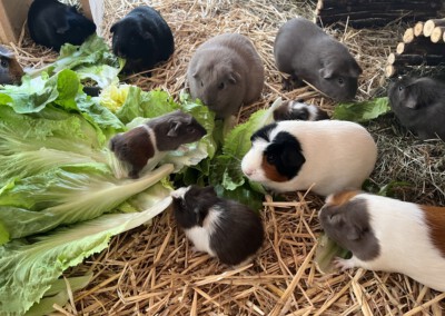 6. Lebenstag - Rana auf dem Salat