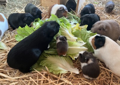 6. Lebenstag - Ravel auf dem Salat