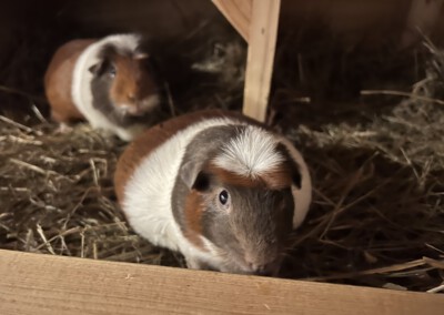 Kiki am Abend vor der Geburt