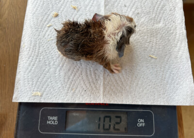 Erstes Wiegen - Worcester