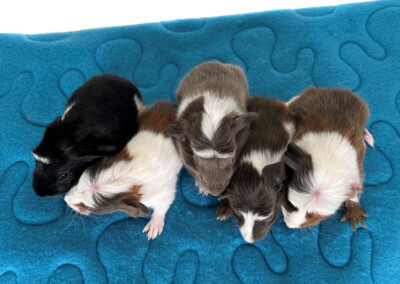 Reihenfolge von links nach rechts: Willow, Wild Cassian, Wailando, White Beauty, Worcester