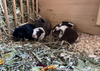 3. Lebenstag - noch in der Penthouse Ebene