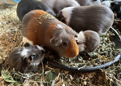 13. Lebenstag - White Beauty und Worcester mit Mama Java