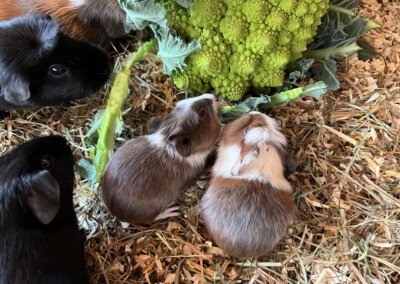 13. Lebenstag - die beiden Brüder Wild Cassian und Worcester